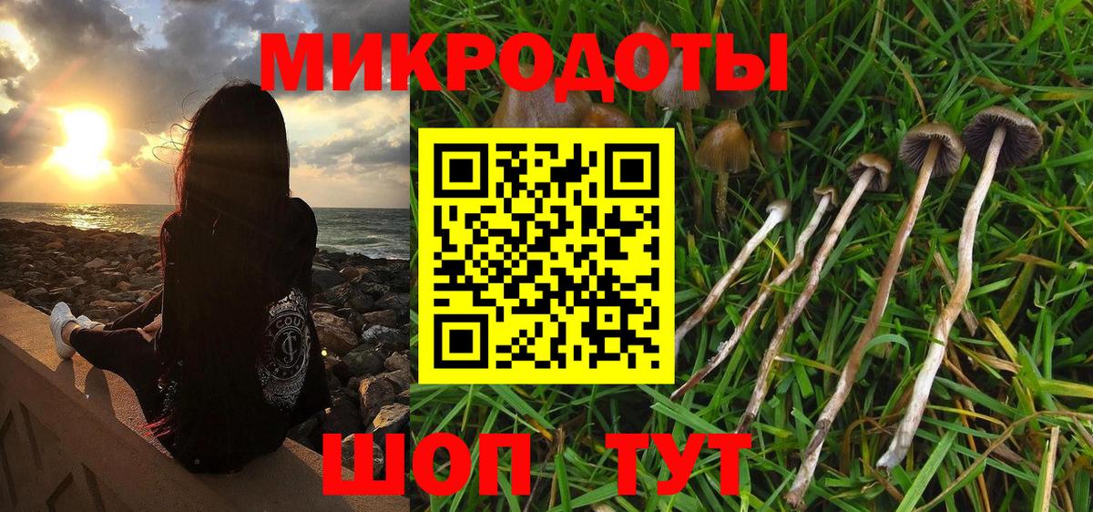 Галлюциногенные грибы Psilocybine cubensis Лесосибирск